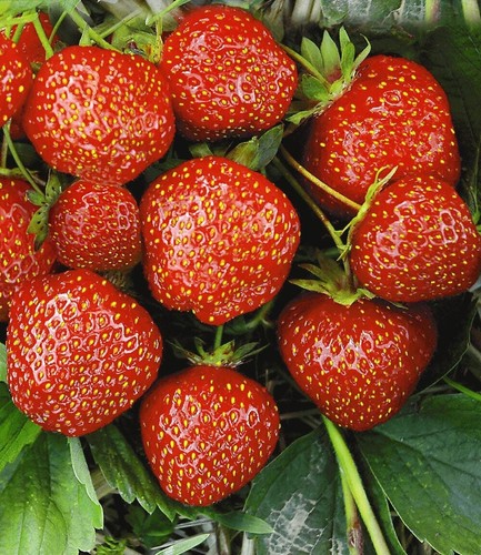 Baldur garten erdbeere - baldur,