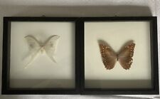 2 Schmetterlinge hinter Glas echt Holzrahmen 24x24 cm schwarz Actias u. Papilio