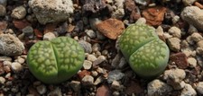 20 Samen von Lithops julii Fullergreen, erntefrisch aus 2025