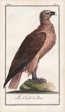 Kondor Condor Peru bird Vogel