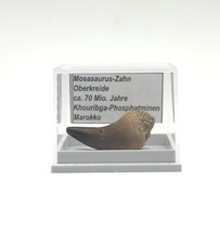 ★ 1 schöner Mosasaurus Zahn