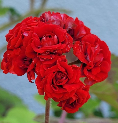 Pelargonie alois - pelargonie, "alois"