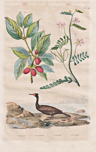 Cornus kormoran hartriegel - cornus,