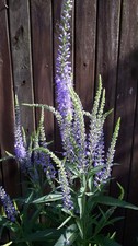 Ehrenpreis (Veronica spicata)