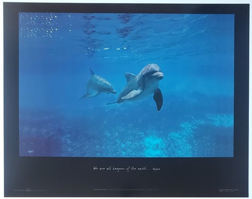Wyland galleries delfine - wyland,