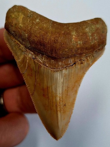 Indo megalodon zahn - megalodon, dent