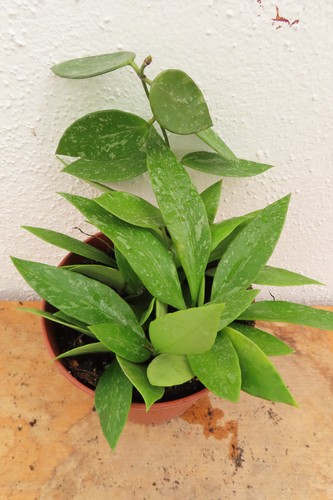 Hoya gracillis 5 - gracillis, 18.5