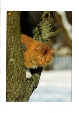 AK Ansichtskarte Niedliche Katze / Kätzchen / Kitten / Langhaar Mix