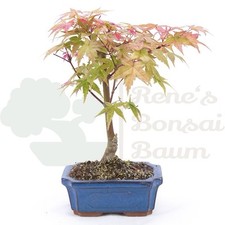 BONSAI Rotaustreibender