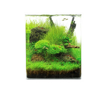NatureHolic Crystal Clear Cube