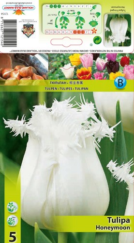 Tulpen - @,