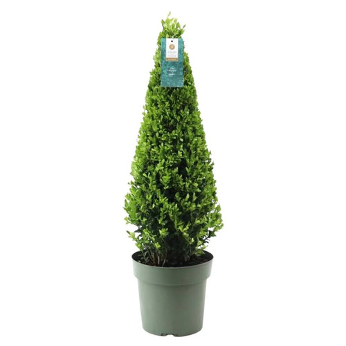 Stechpalme ilex crenata - ilex,