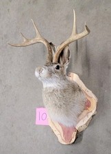 New Jackalope