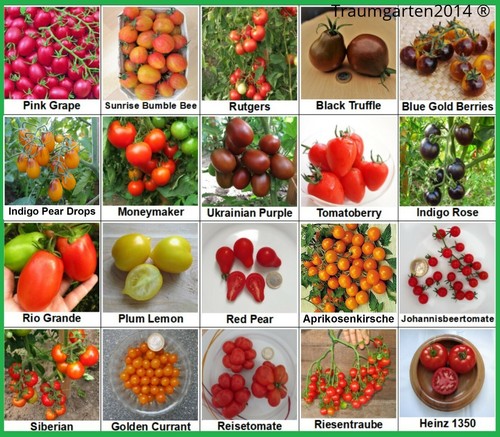 Tomaten set 20 sorten - tomaten, 2:
