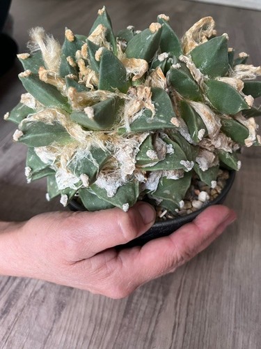Kaktus ariocarpus pectinatus - ariocarpus,