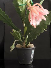 Epiphyllum, Epikaktus