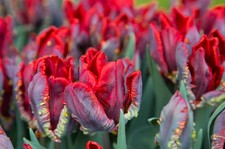 10 Tulpen Blumenzwiebeln "Seadov Parrot" Exotische Papageien-Tulpen Winterhart