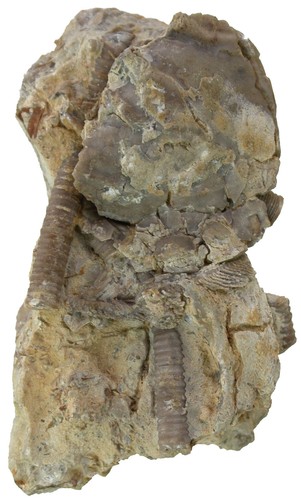 Ordovizium pararchaeocrinus - ordovizium,