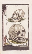 Schädel Skelett skull medicine Medizin Kupferstich engraving Wilhelm 1800