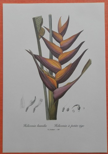 Heliconia humilis hummerschere - humilis,