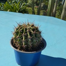 Echinopsis Hybride, sehr