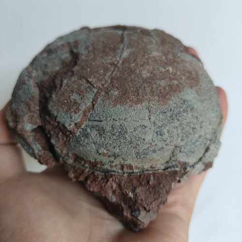 Dinosaurierei fossil - dinosaurierei,
