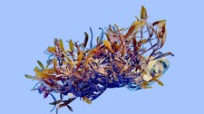 Meerwasser sargassum - meerwasser, |