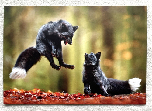 Postkarte silberfuchs - 1,