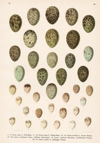 Sperlinge kolkrabe egg eggs - sperlinge,