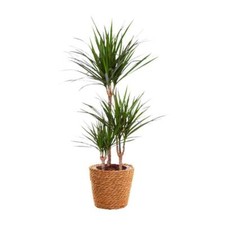Drachenbaum Dracaena Marginata