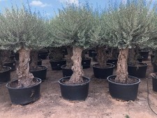 Sunny Tree - Olivenbaum - Olea