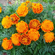 Studentenblumen orange-rot