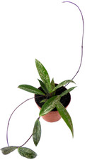   HOYA  Porzellanblume Wachsblume Zimmerpflanze