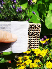 Florfliegenlarven in Pappwabe