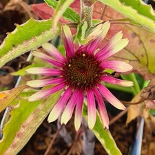 Echinacea purpurea green - echinacea,