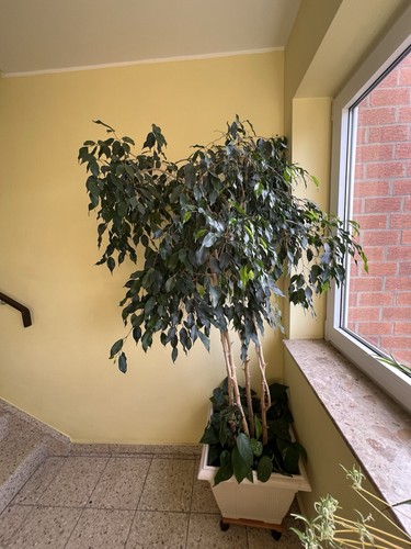 Ficus benjamin blume echte - blume,