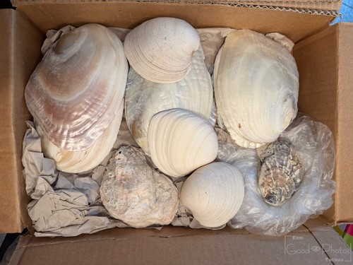 Muschelschalen konvolut deko - konvolut,