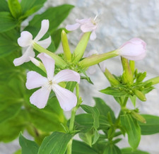 Seifenblume seifenkraut - seifenblume,