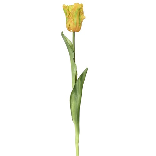 Everlands papagei tulpe - everlands, papagei-tulpe