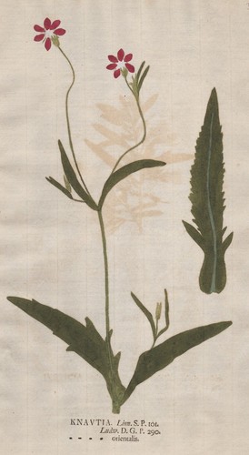 Knautia witwenblumen knautien - knautia,