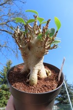 Adenium obesum Wüstenrose