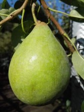 Birnenbaum Münsterbirne –