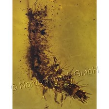 Bernstein Inkluse Inklusen