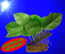 Aquarium Deko schöne 🐟