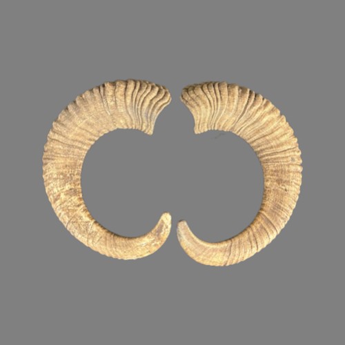 004cmu mufflon horn - mufflon,
