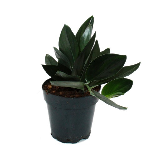 Exotenherz scindapsus - -,