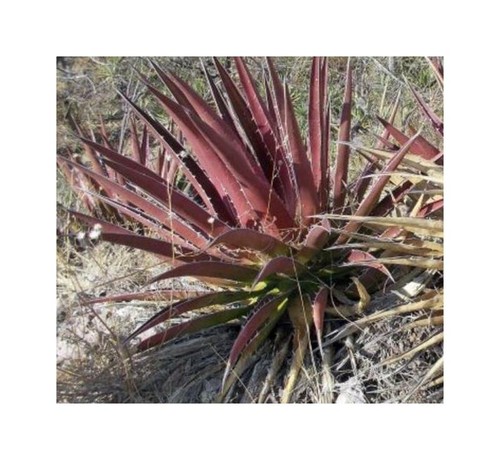 10x agave kerchovei - 10x, huajuapan