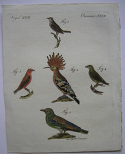 Almond crow hoopoe cross - , bird
