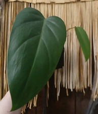 Red emerald philodendron - red,