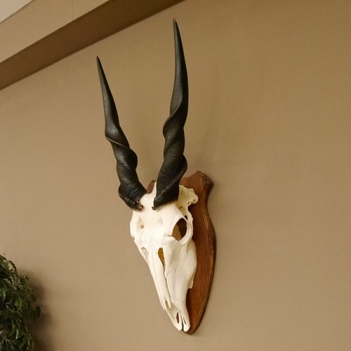 Eland - (taurotragus, oryx)